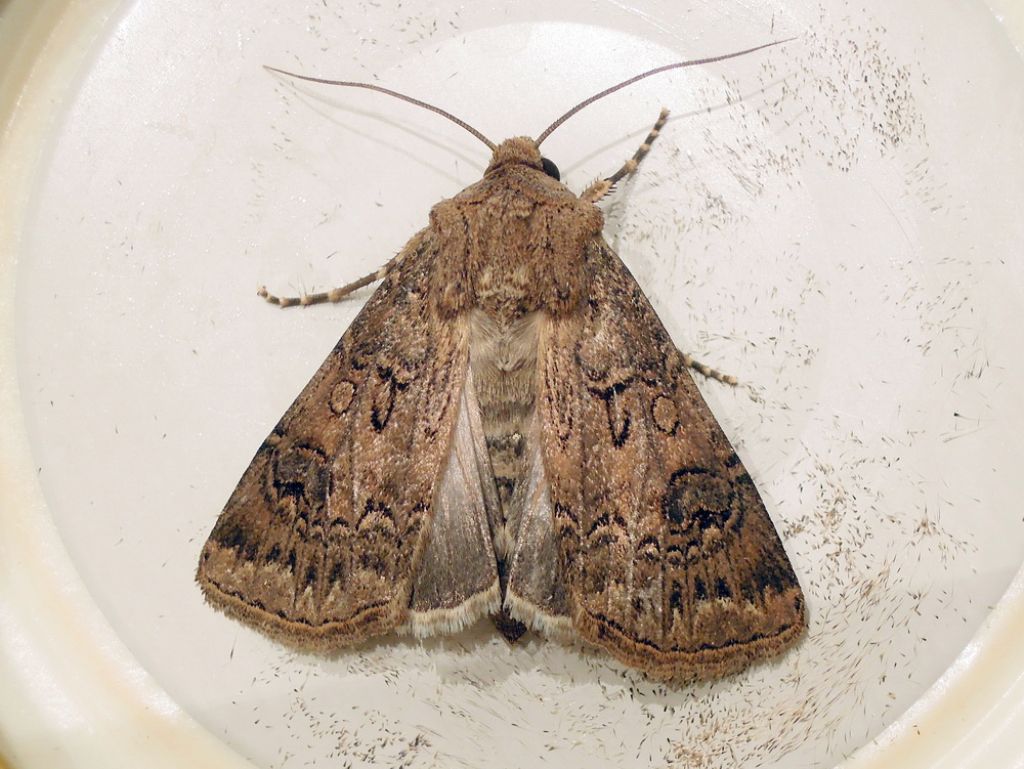varie Agrotis sp